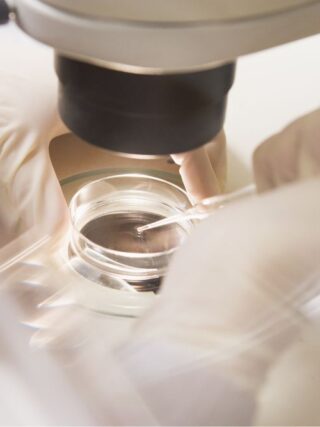 embryokweek voor onderzoek in een petrischaal